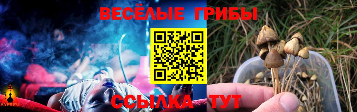 Галлюциногенные грибы Psilocybine cubensis Берёзовский